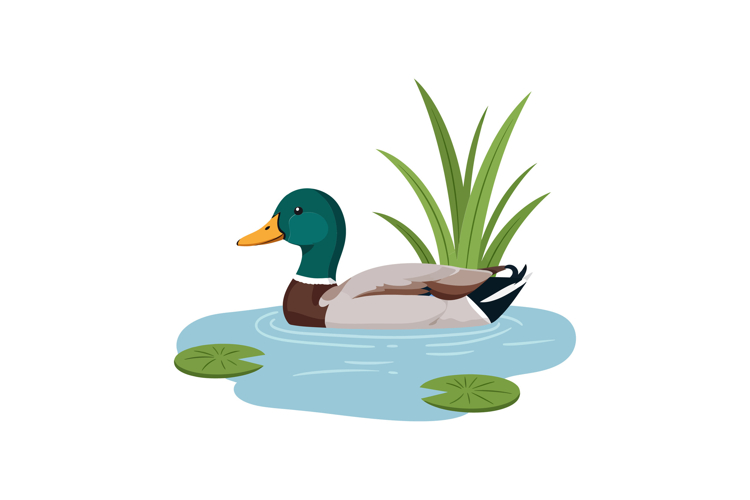 Duck Clipart Image 21