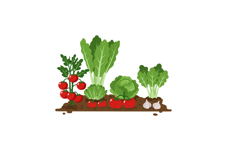 Garlic Clipart Image 23