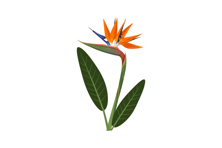 Vibrant bird of paradise flower illustration in flat design