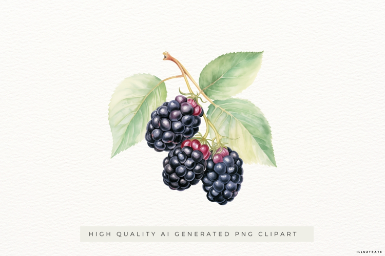 Watercolour Blackberry PNG Clipart