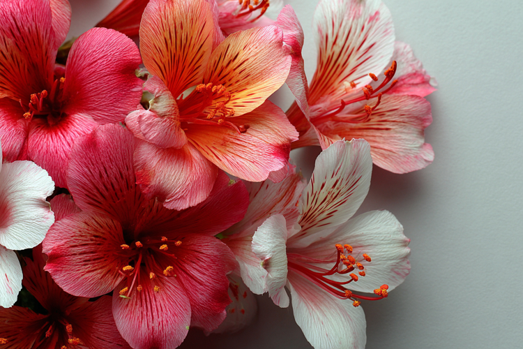 Beautiful Flowers With Space Background 4