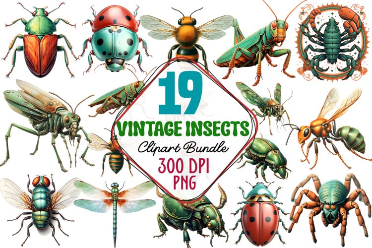 Insect Illustration Image 19