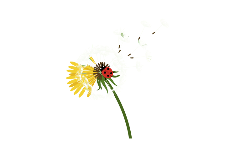 Dandelion Clipart Image 5