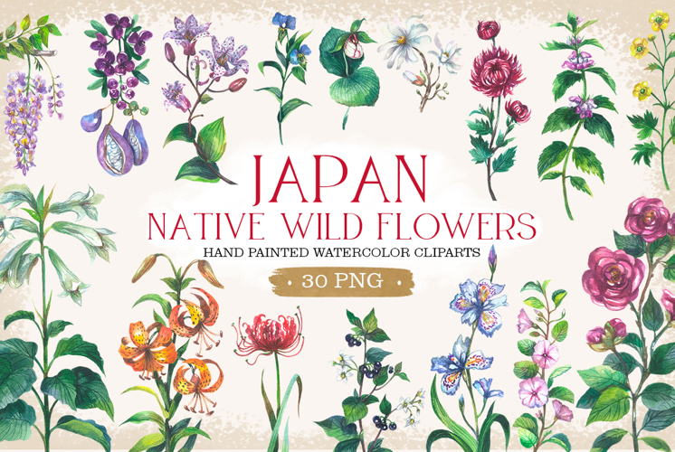 Japan native wild flowers watercolor
