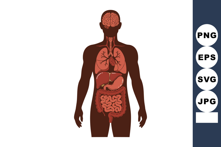 Liver Clipart Image 24
