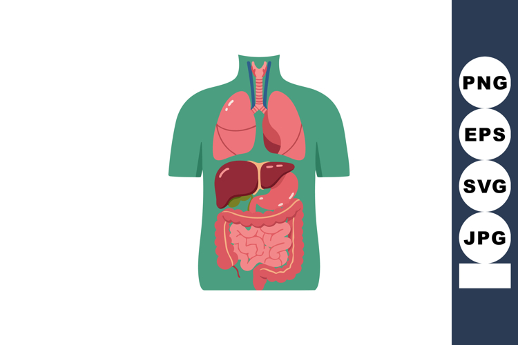 Liver Clipart Image 23