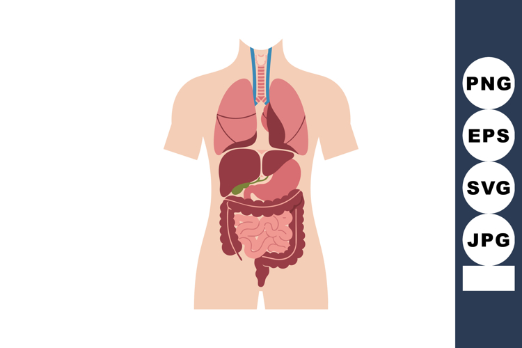 Anatomy Clipart Image 14