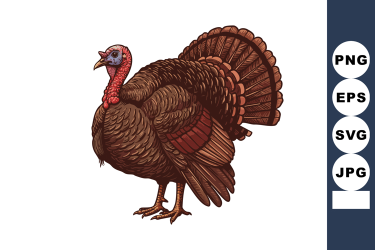 Turkey Illustration Image 8