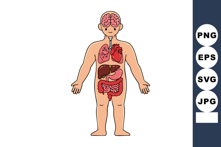 Anatomy Clipart Image 16