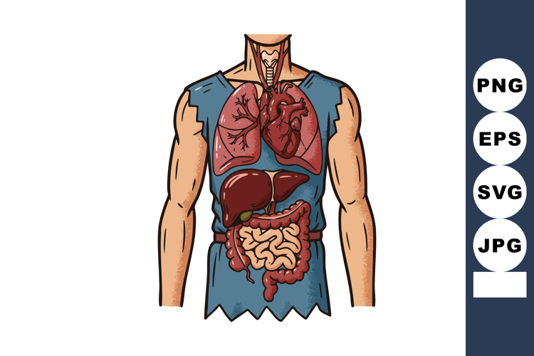 Digestive System Illustration Image 8