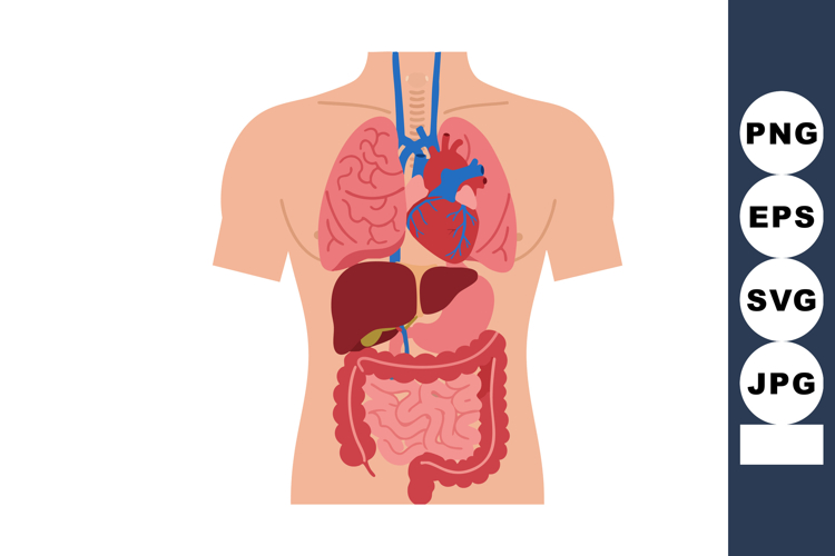 Anatomy Clipart Image 15