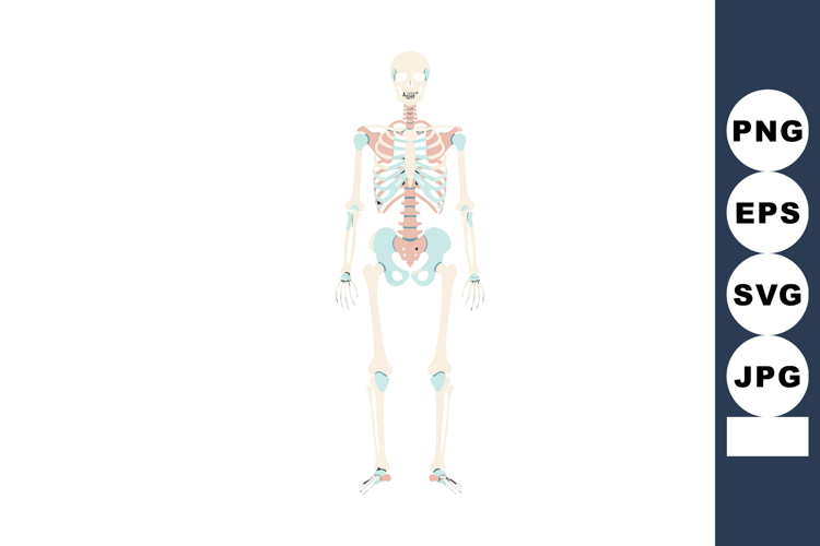 Anatomy Clipart Image 18