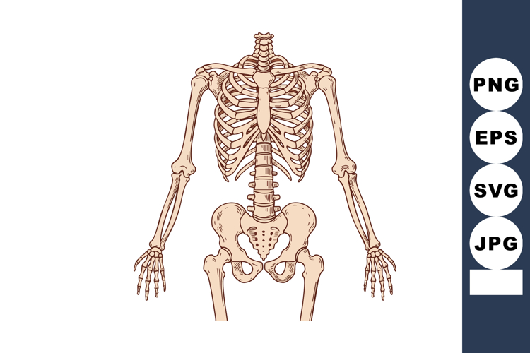 Anatomy Clipart Image 22