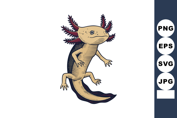 Axolotl Illustration Image 9