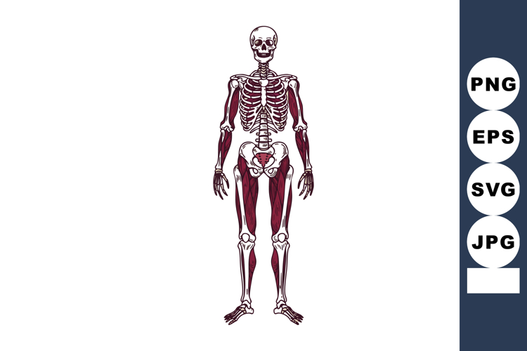 Anatomy Clipart Image 21