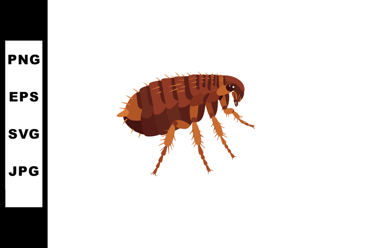 Bug Illustration