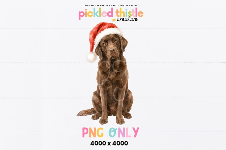 Christmas Chocolate labrador PNG, Chocolate Lab PNG