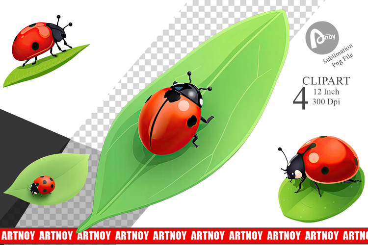 Ladybug Png Image 3