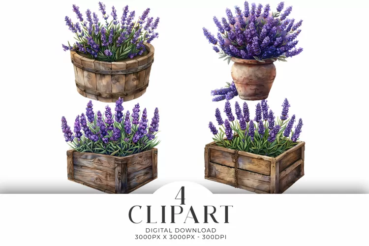 Lavender In Boxes Clipart Illustrations Watercolor PNG