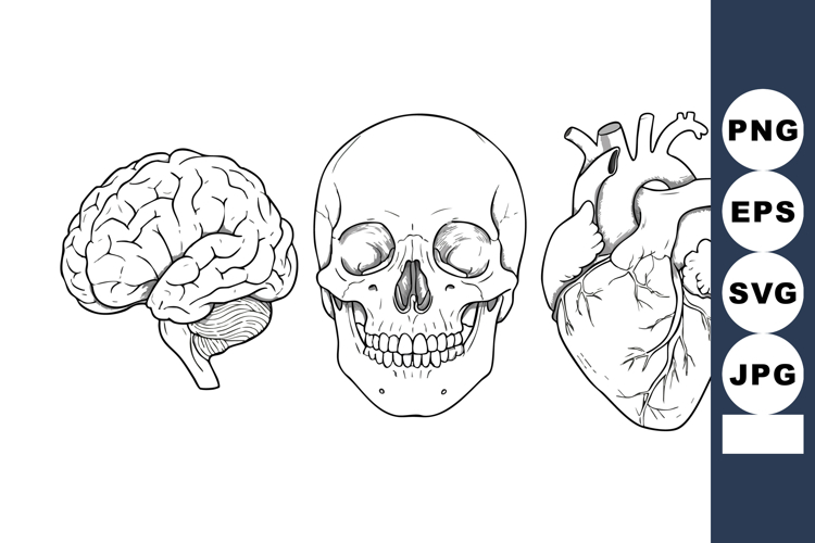 Brain Clipart Image 23