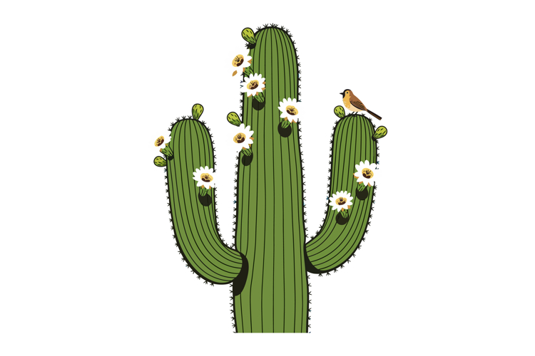 Cactus Clipart Image 7
