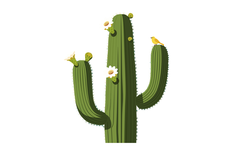 Cactus Clipart Image 10
