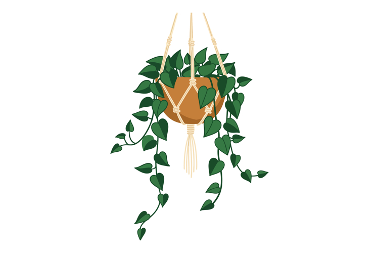 Hanging potted green leafy plant in macrame holder indoor de