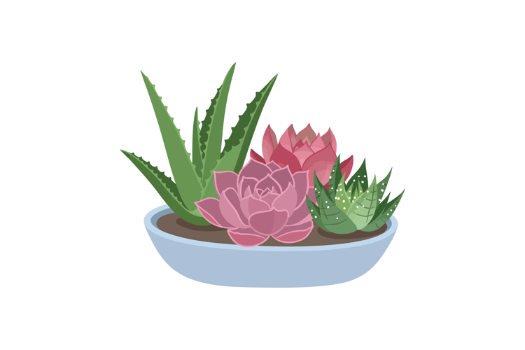 Succulent Clipart Image 15