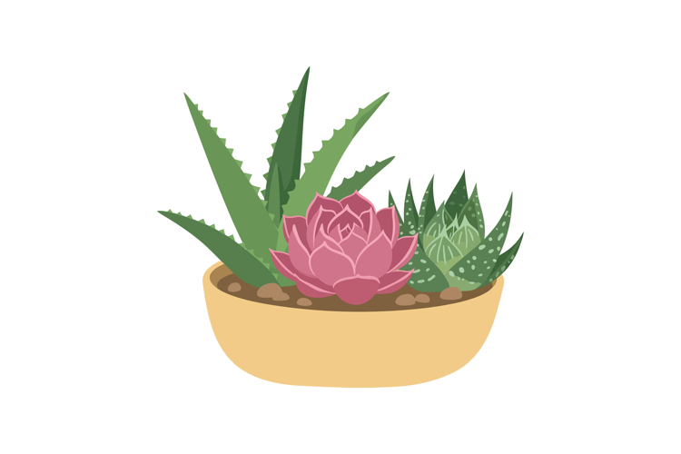 Succulent Clipart Image 14