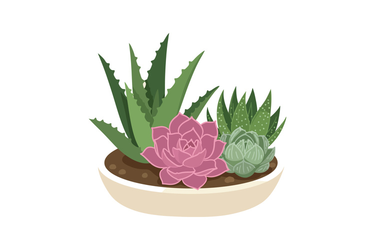 Succulent Clipart Image 13