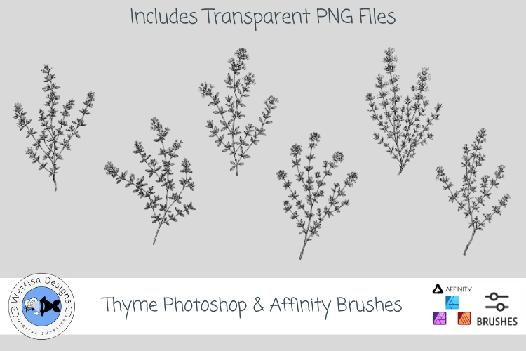 Thyme Photoshop   Affinity Brushes Botanical PNGs