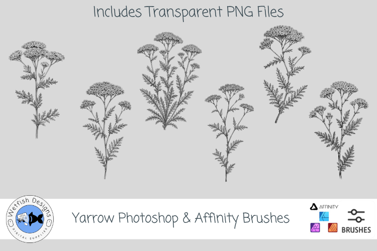 Yarrow Photoshop   Affinity Brushes Botanical PNGs