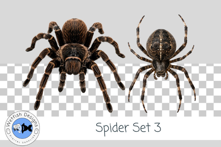 Halloween Spider PNG 3 example image 1