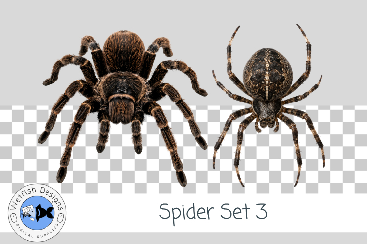 Halloween Spider PNG 3