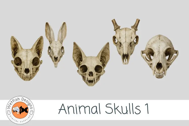 Animal Skulls 1 | Gothic Animal Skull PNG Clipart