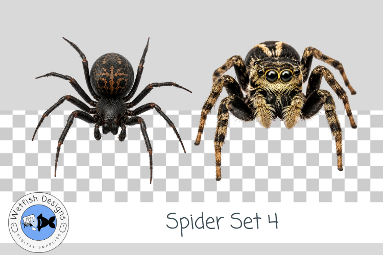 Halloween Spider PNG 4