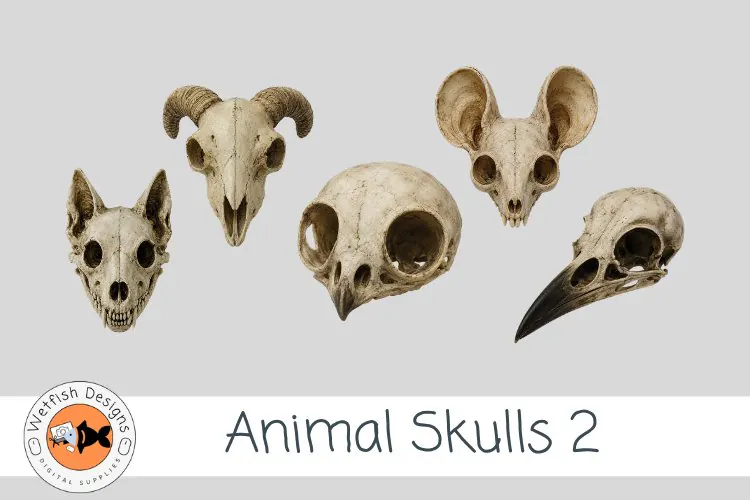 Animal Skulls 2| Gothic Animal Skull PNG Clipart