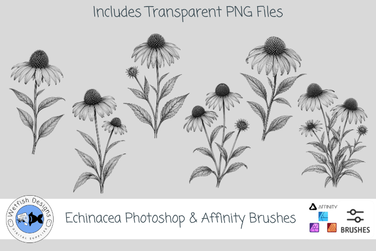 Echinacea Photoshop   Affinity Brushes Botanical PNGs