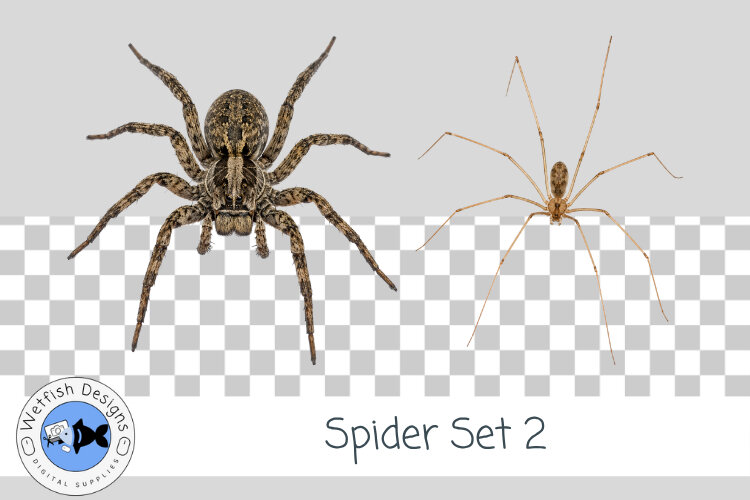 Halloween Spider PNG 2 example image 1