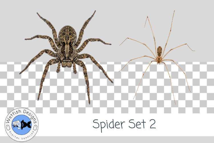 Halloween Spider PNG 2