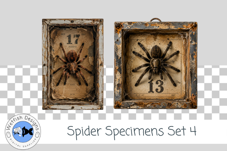 Halloween Spider Specimens 4
