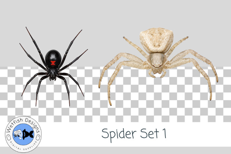 Halloween Spider PNG 1 example image 1
