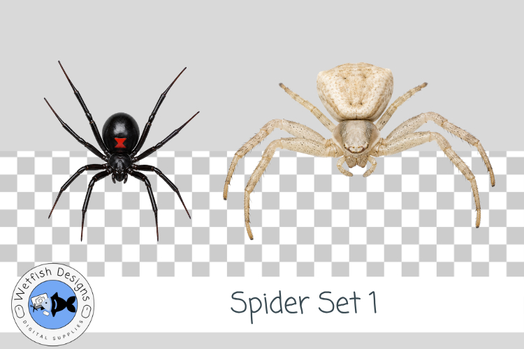 Halloween Spider PNG 1