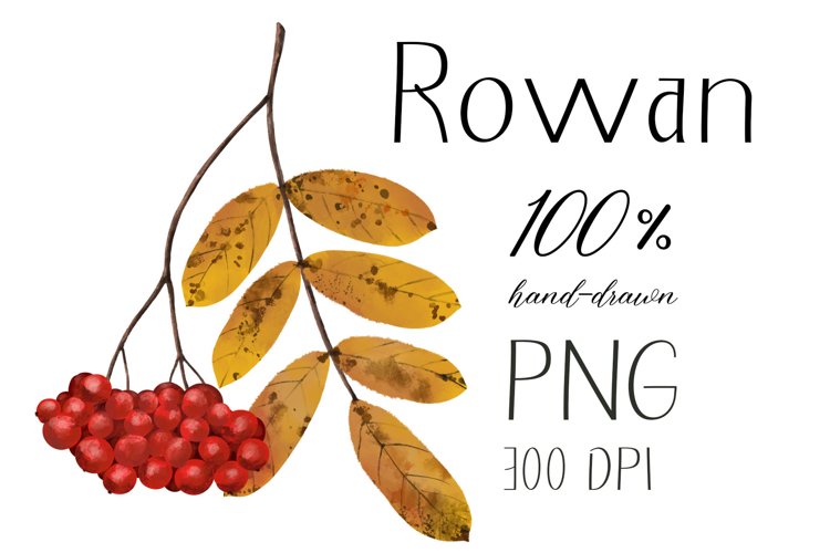 Hand-drawn Rowan Branch with Yellow Leaves Illustration