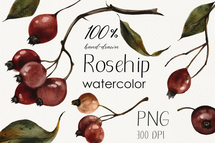 Hand Painted Rosehip Watercolor PNG Clipart Set