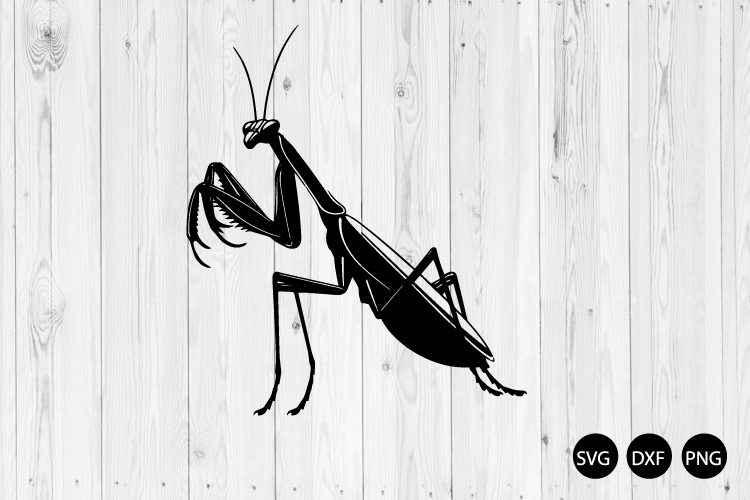 Mantis SVG, Mantis Silhouette, Insect SVG