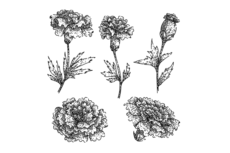 marigold set sketch hand drawn