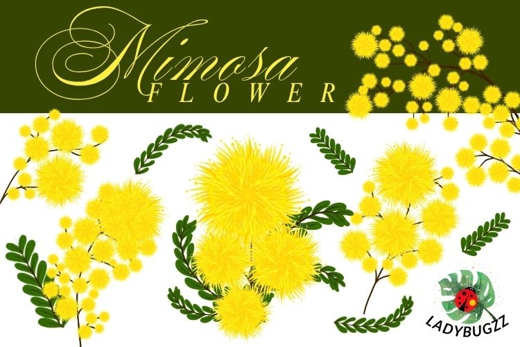 Golden Mimosa Burst blossom