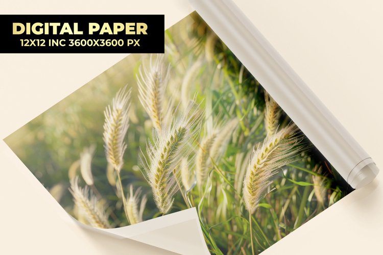 Wheat Clipart Image 9
