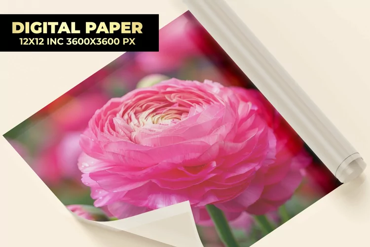 Ranunculus Flower Digital Paper